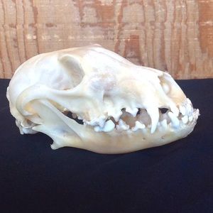 Real Fox Skull Oddity Taxidermy Decor